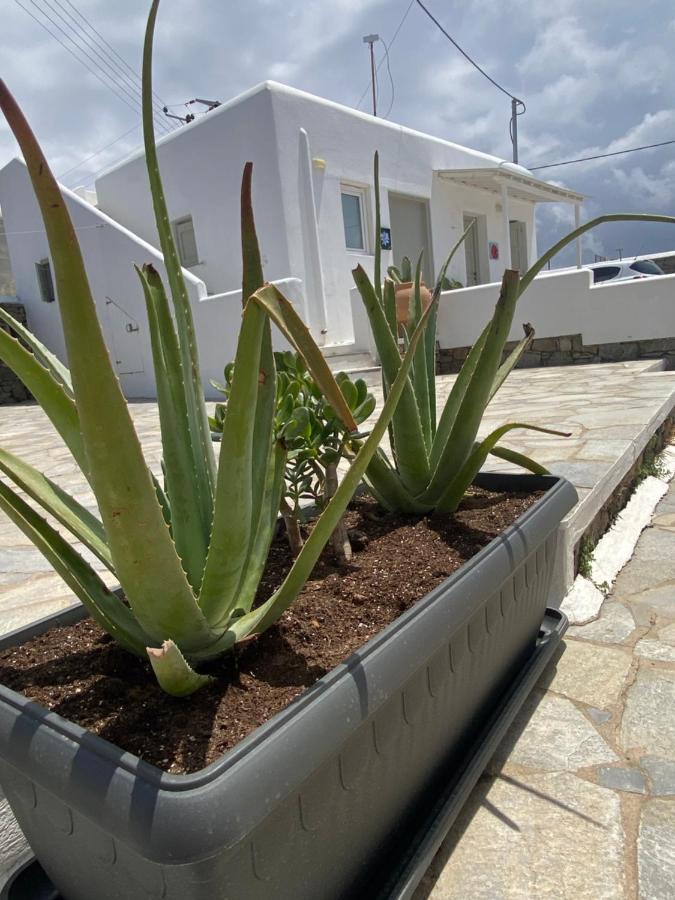 Sing And Blossom Accommodation Mykonos Town Exteriér fotografie