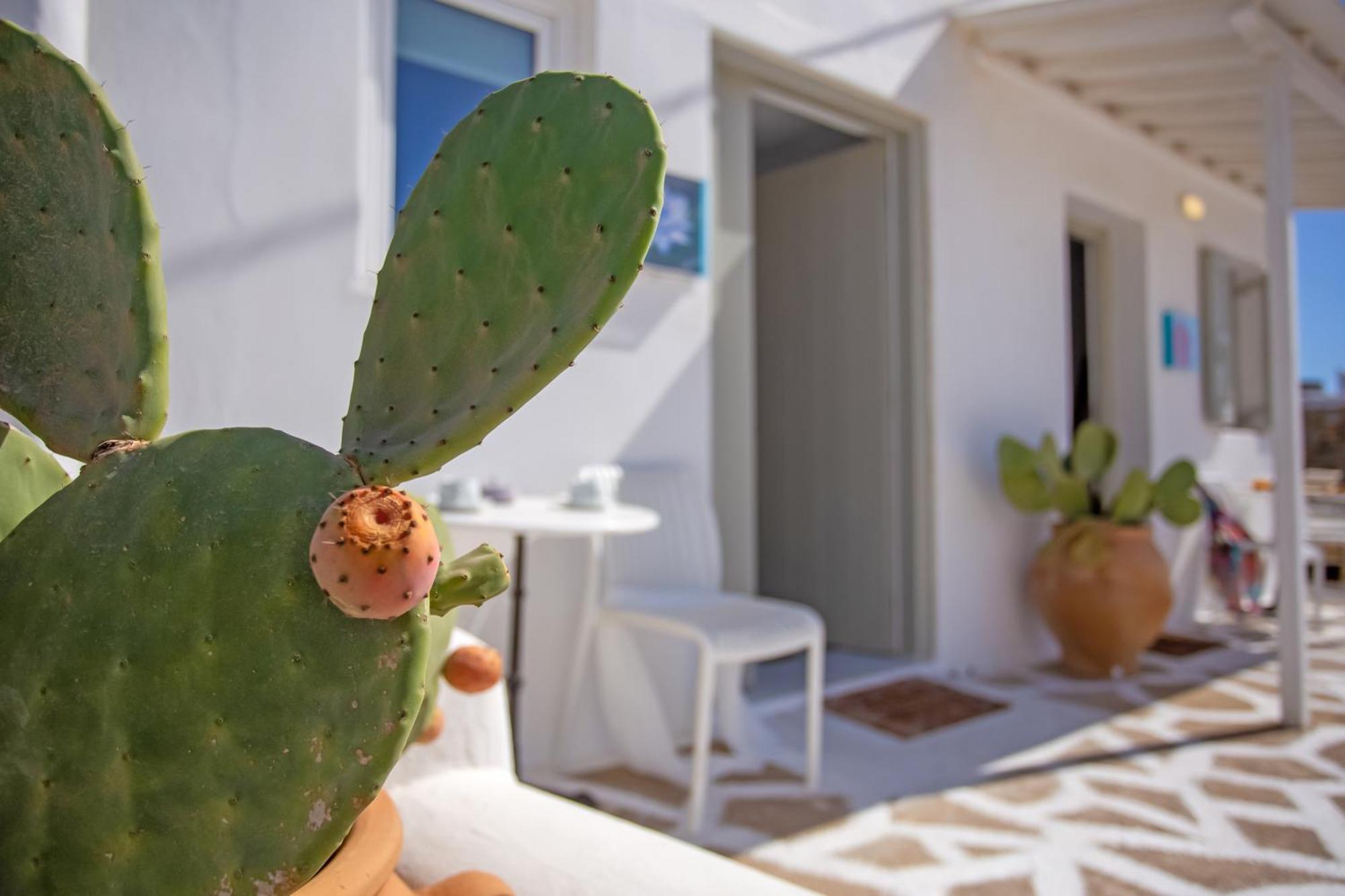 Sing And Blossom Accommodation Mykonos Town Exteriér fotografie